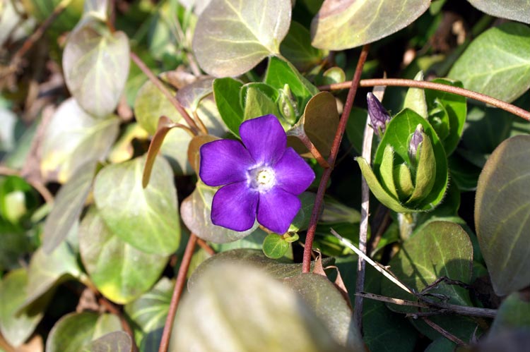 Vinca major e Vinca minor