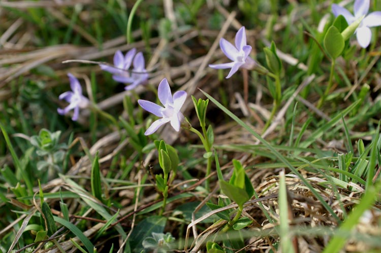 Vinca minor / Pervinca minore