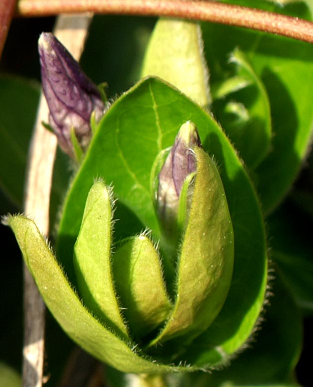 Vinca major e Vinca minor