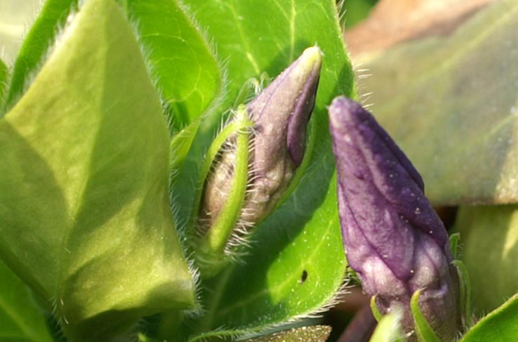 Vinca major e Vinca minor