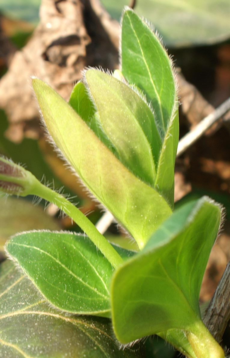 Vinca major e Vinca minor
