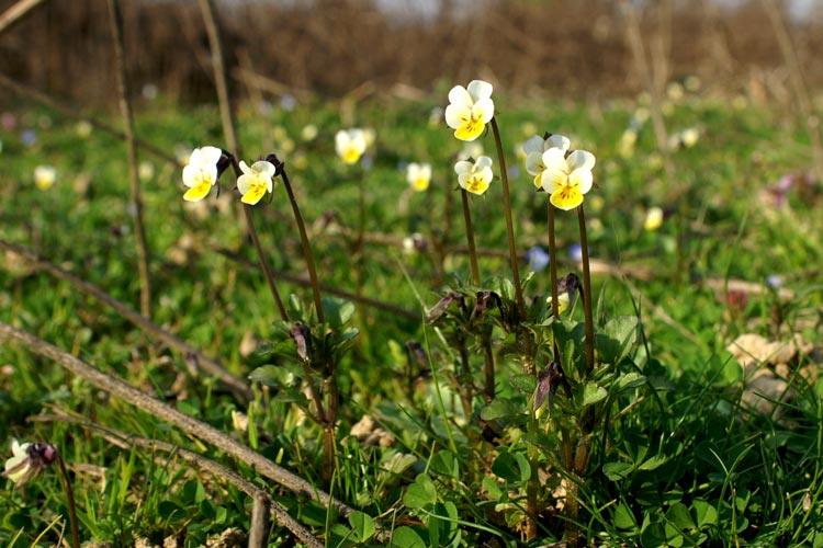 Viola arvensis / Viola dei campi
