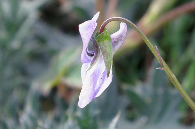 altra viola 2 -  Viola cfr.riviniana