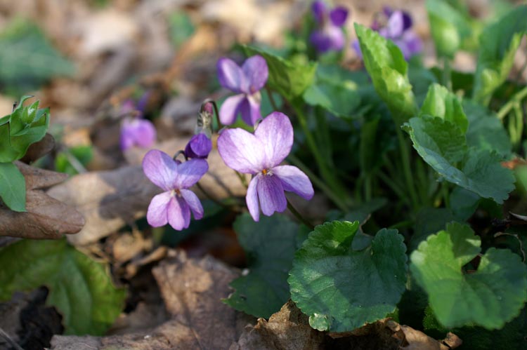 Viola cfr. odorata