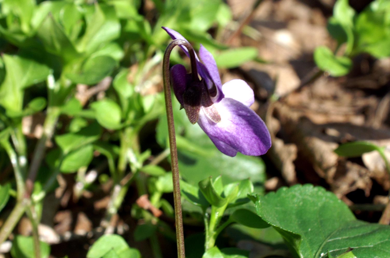 Viola cfr. odorata