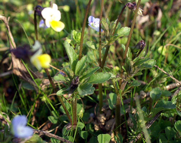 Viola arvensis / Viola dei campi