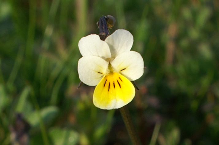 Viola arvensis / Viola dei campi