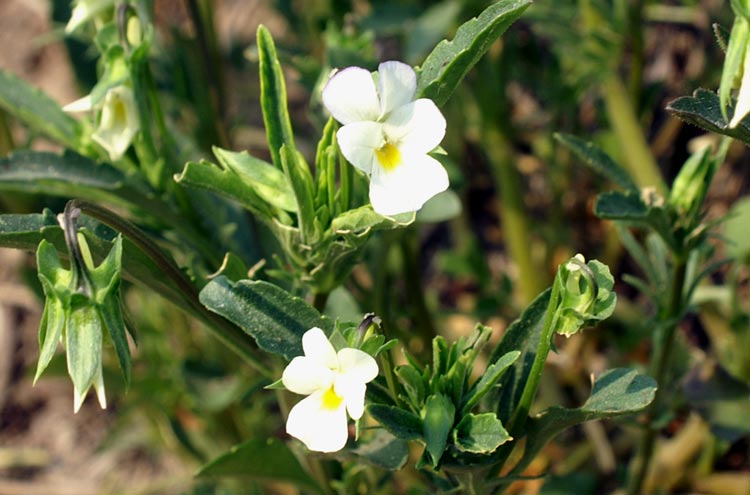 Viola arvensis