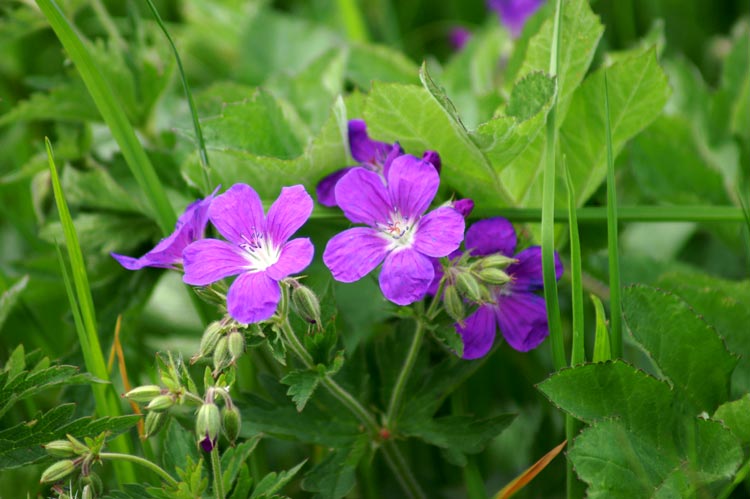 Geranium sylvaticum / Geranio silvano