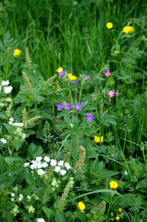 Geranium sylvaticum / Geranio silvano