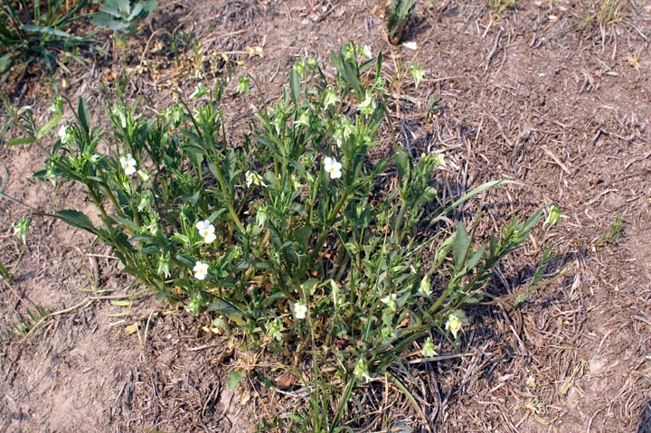 Viola arvensis