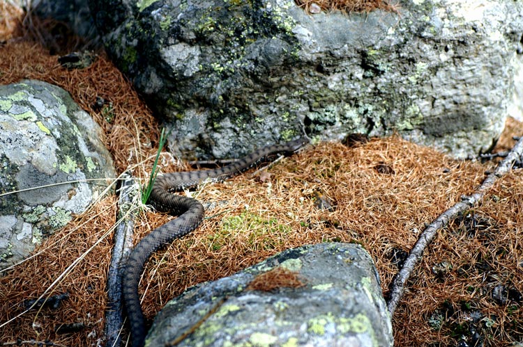 Vipera aspis
