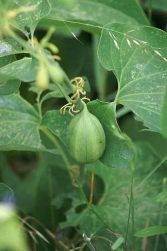 Aristolochia clematitis / Aristolochia clematite