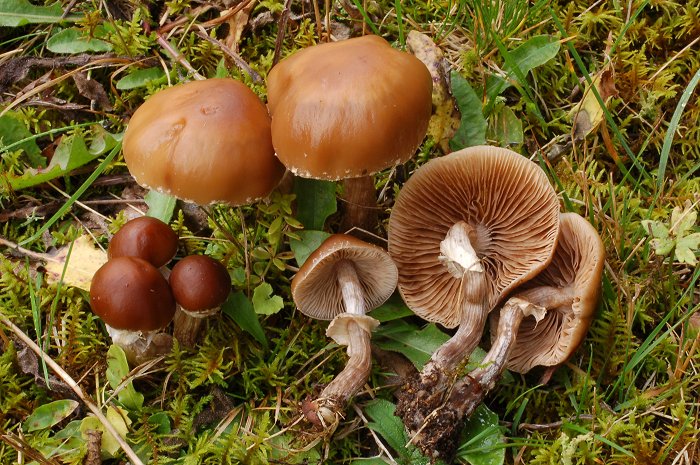 Ocrosporeo da determinare.