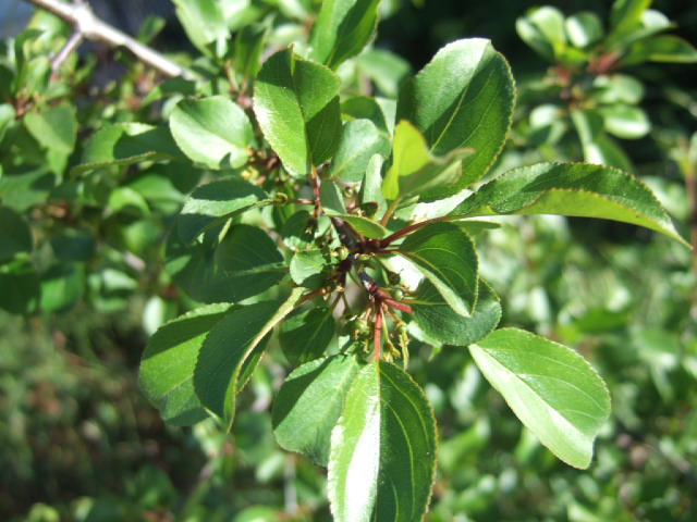 Rhamnus cathartica / Spinocervino