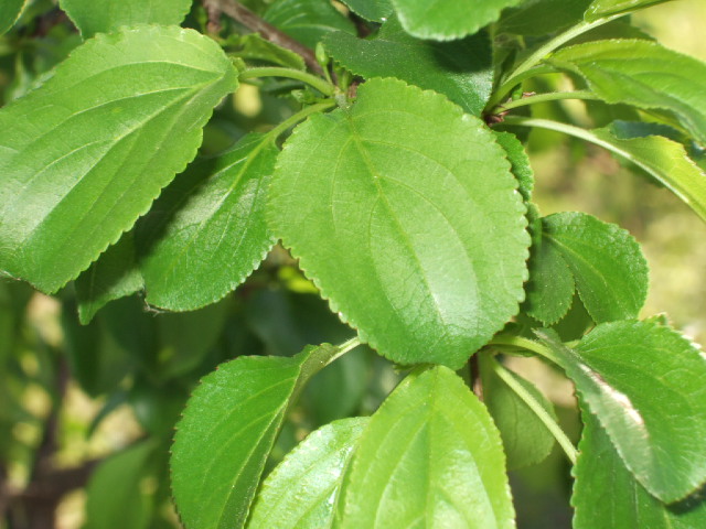 Rhamnus cathartica / Spinocervino