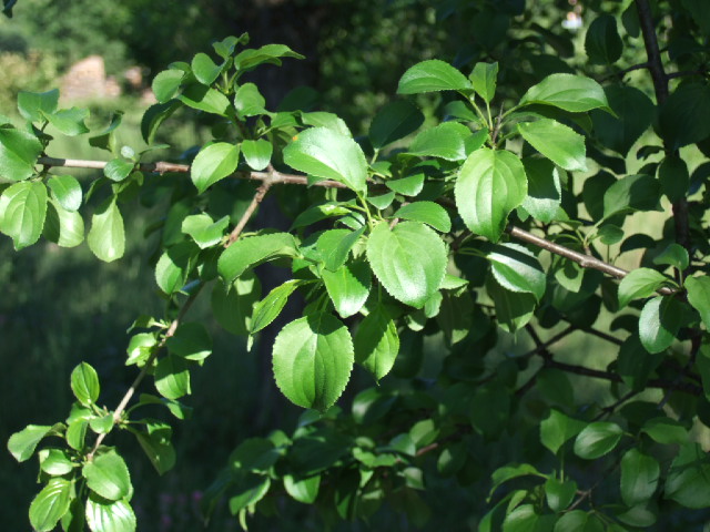Rhamnus cathartica / Spinocervino