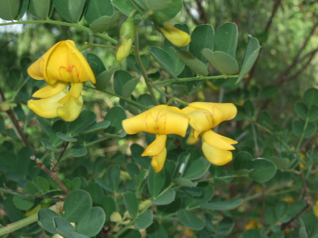 Colutea arborescens / Vescicaria