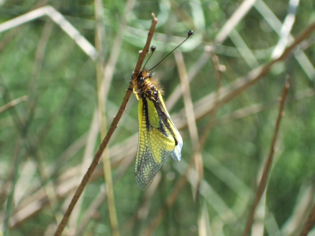 Libelloides coccajus (Planipennia, Ascalaphidae)