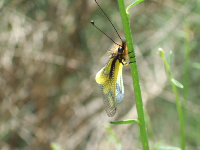 Libelloides coccajus (Planipennia, Ascalaphidae)