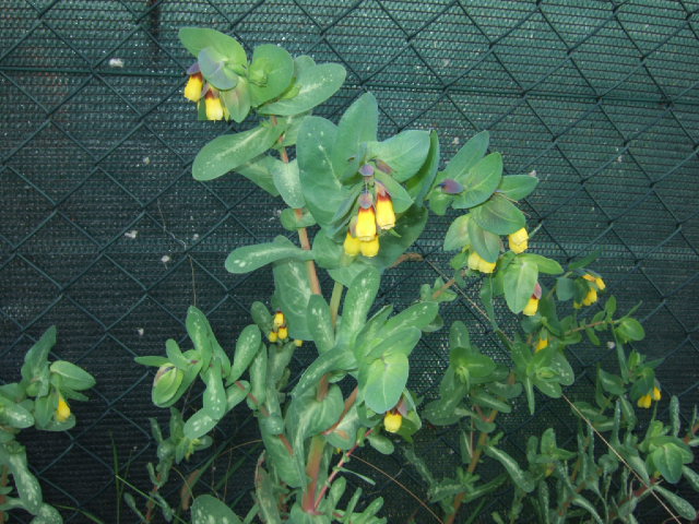 Cerinthe major / Erba-vajola maggiore