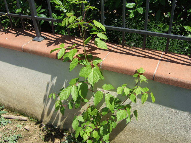 Acer negundo / Acero americano