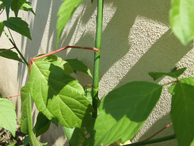 Acer negundo / Acero americano