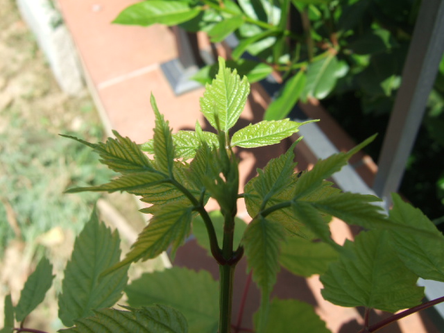Acer negundo / Acero americano