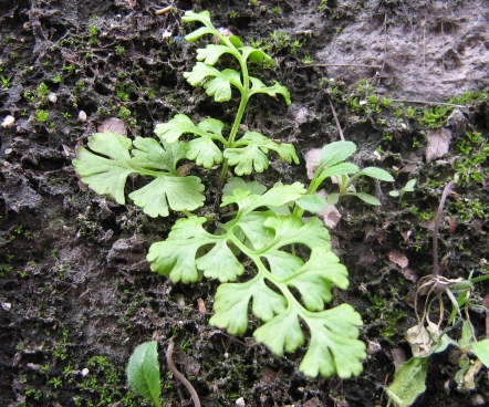 Anogramma leptophylla