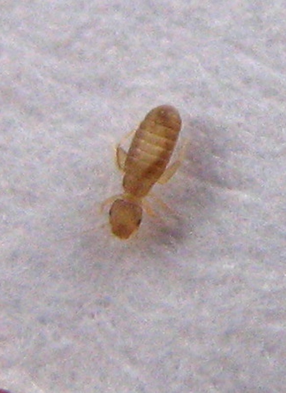 Liposcelis tra i funghi secchi: Liposcelis sp.