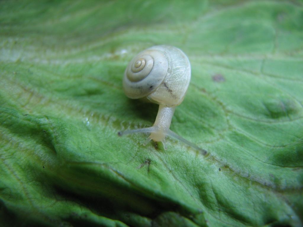 Hygromia cinctella del Monte Tiriolo(CZ)