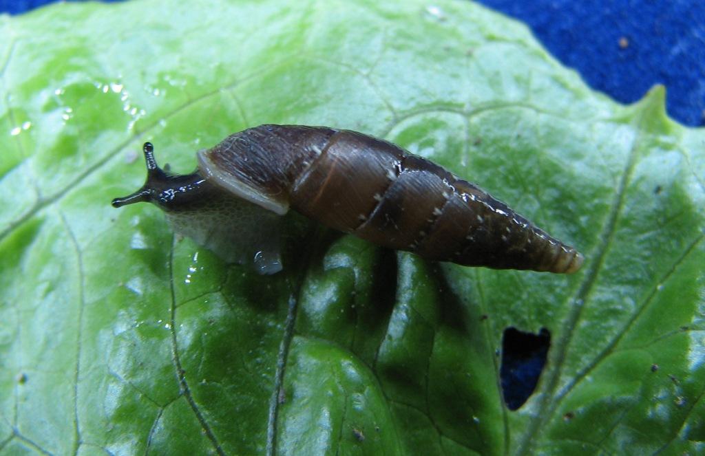 Siciliaria (Stigmatica) kobeltiana (Kster, 1876) ?