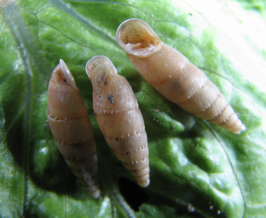 Siciliaria (Stigmatica) kobeltiana (Kster, 1876) ?