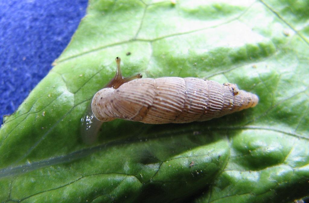 Papillifera solida (Corigliano Calabro)