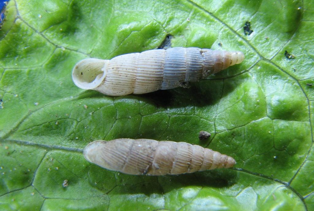 Papillifera solida (Corigliano Calabro)