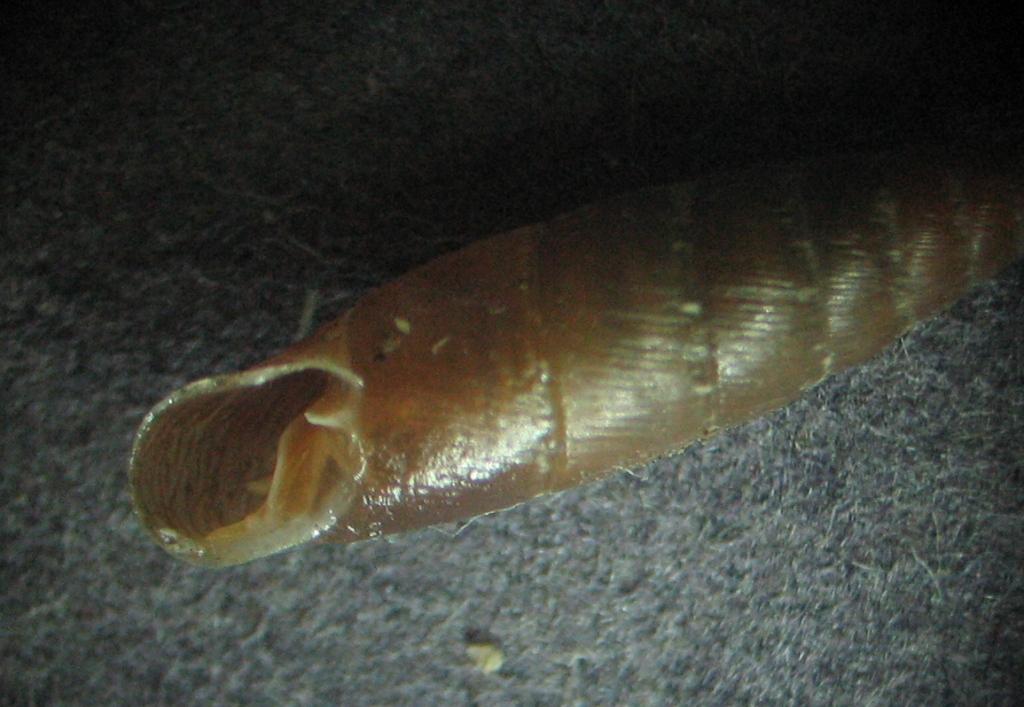 Siciliaria (Stigmatica) kobeltiana (Kster, 1876) ?