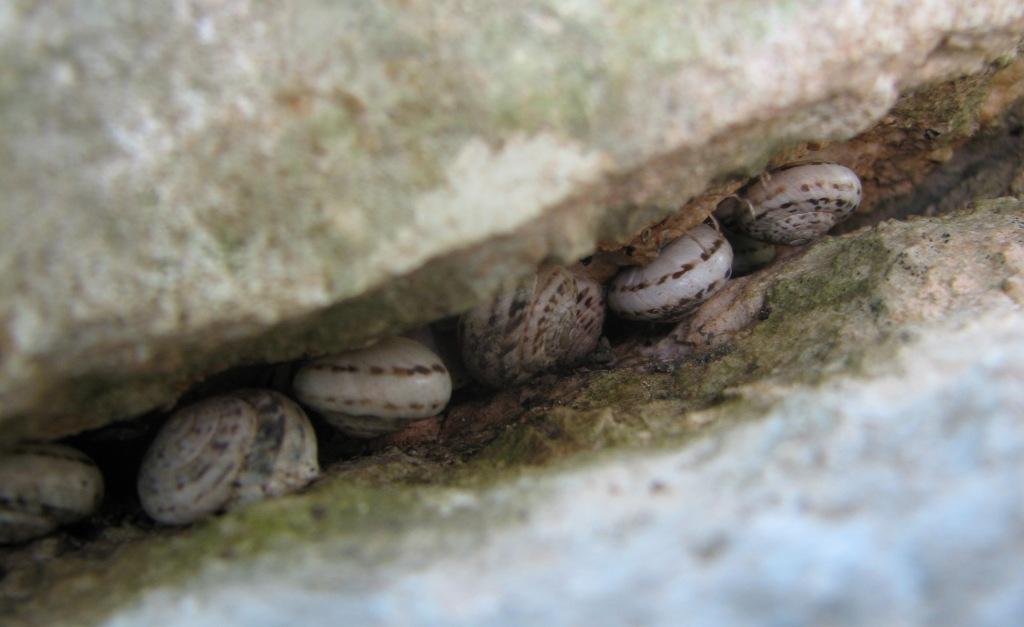 Marmorana (Murella) muralis var. alutacea  (Paulucci, 1881)