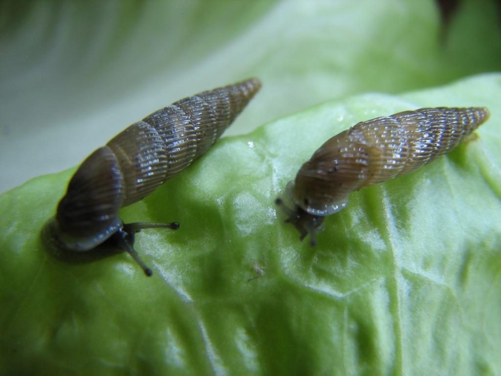 Papillifera papillaris (O.F. Müller, 1774)