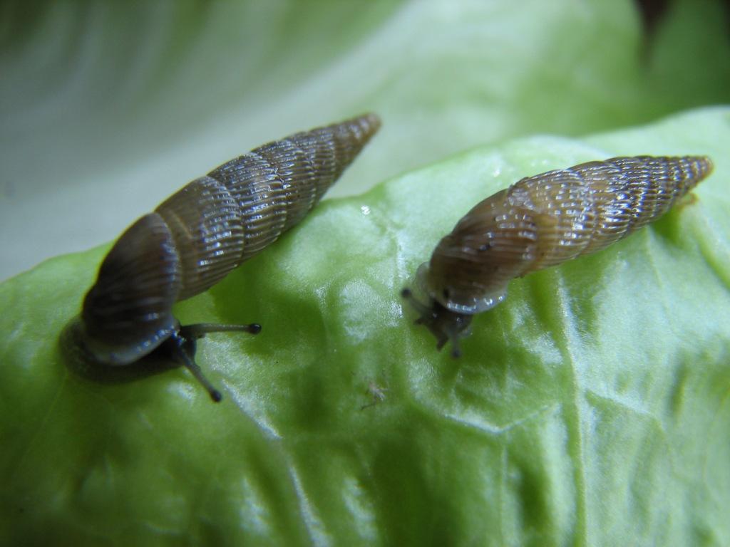 Papillifera papillaris (O.F. Mller, 1774)