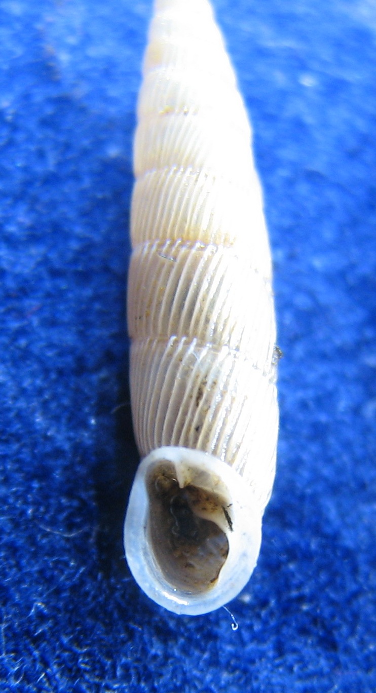 Papillifera papillaris (O.F. Müller, 1774)