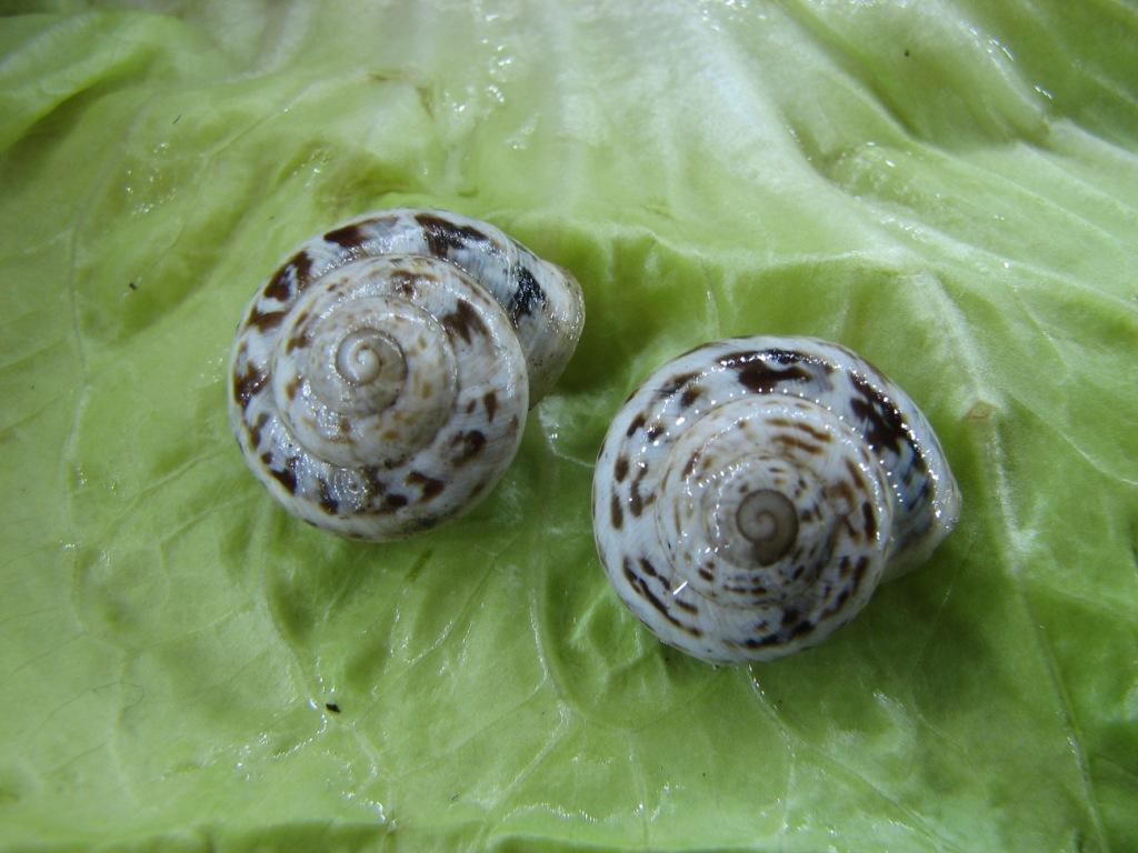 Marmorana (Murella) muralis var. alutacea  (Paulucci, 1881)