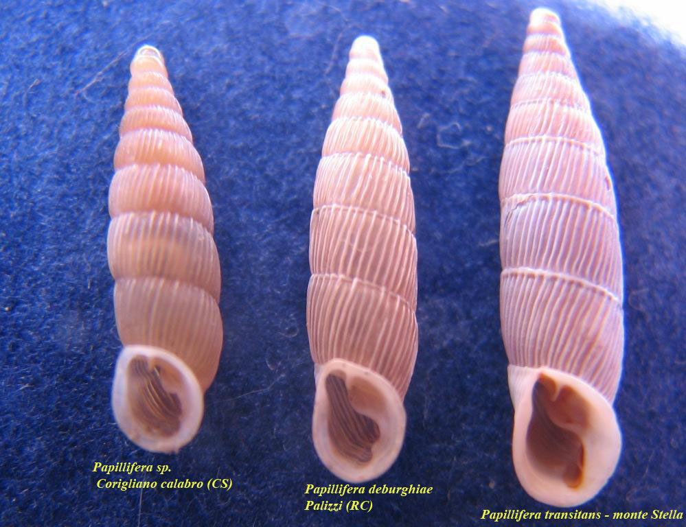 3 Papillifere calabresi a confronto