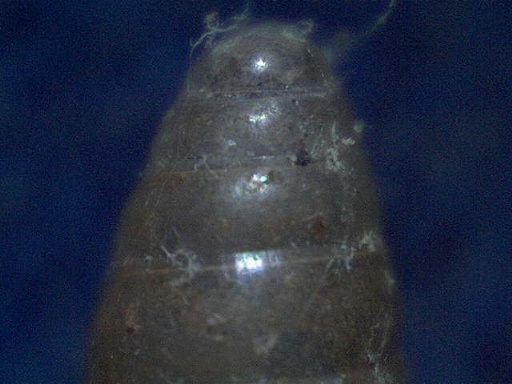 Hypnophila bisacchii Giusti 1970