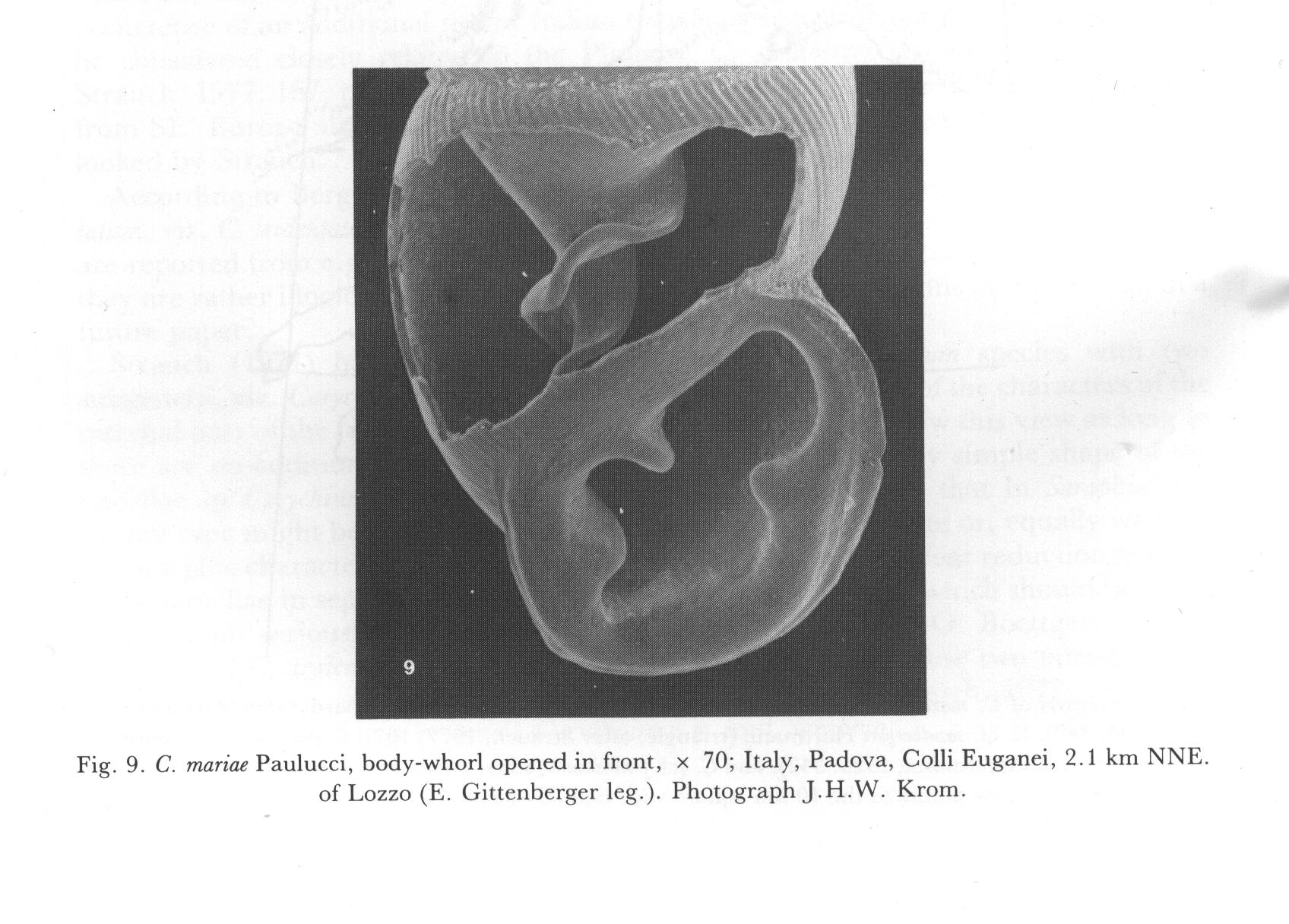 Carychium mariae Paulucci, 1878