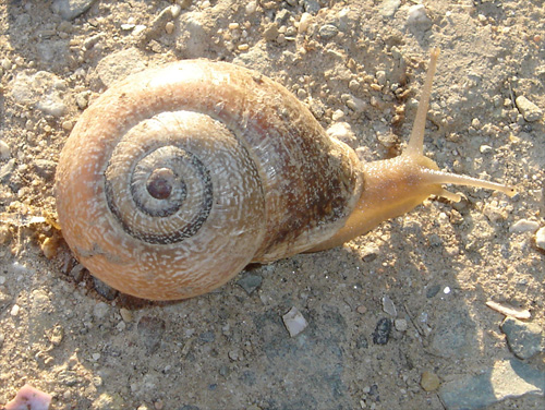 Eobania vermiculata ed Otala punctata e lactea