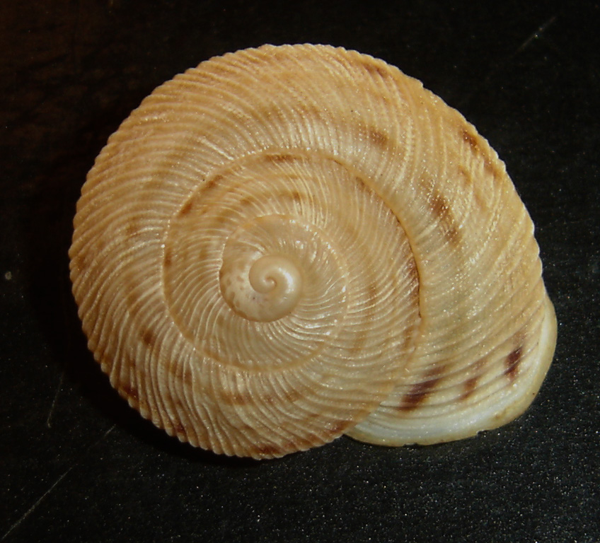 Sphincterochila (Albea) candidissima (Draparnaud, 1801)