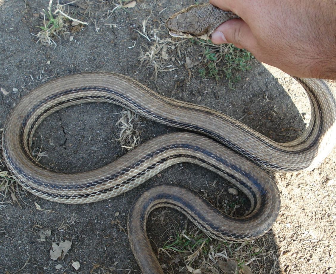 elaphe quatuorlineata