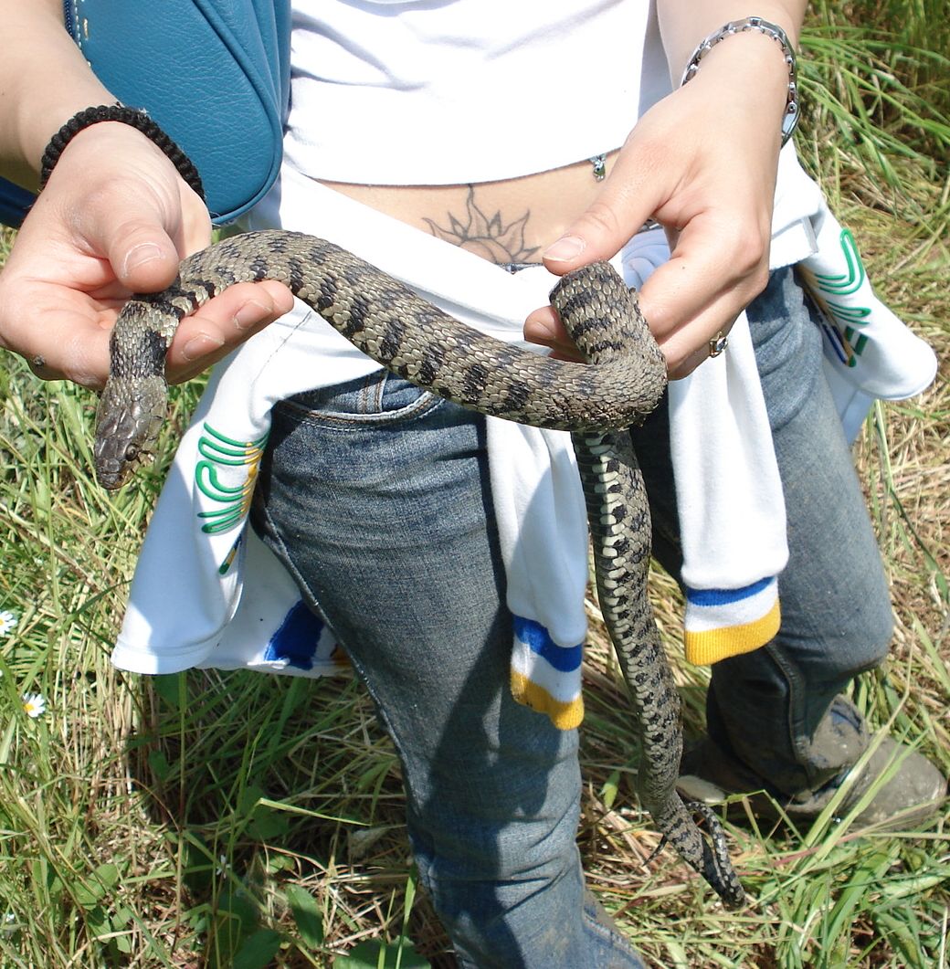 natrix natrix