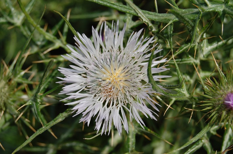 Galactites tomentosus (=Galactites elegans)