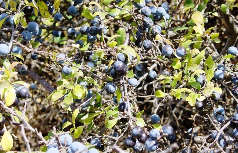 Prunus spinosa / Pruno selvatico